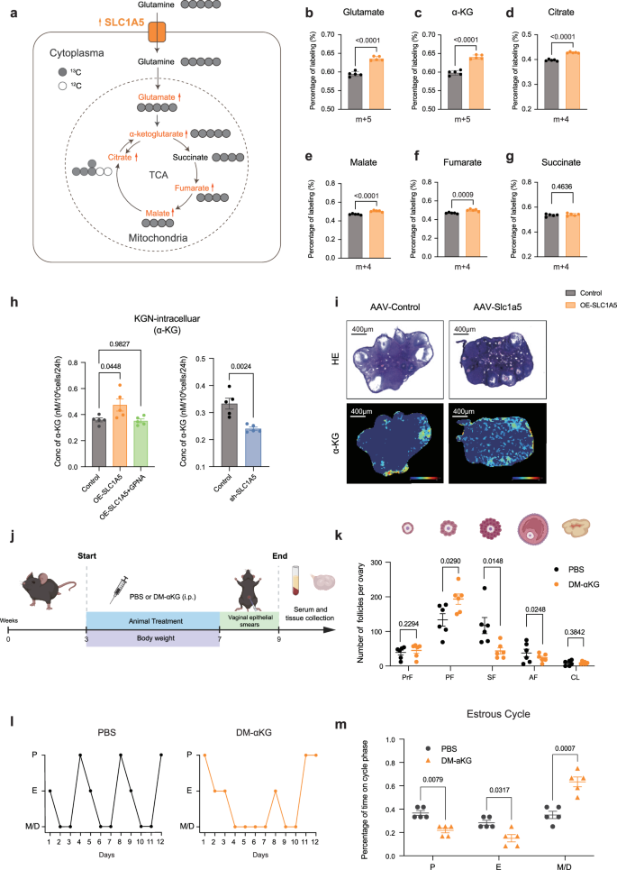 Fig. 6: α-KG treatment induces PCOS-like traits.
