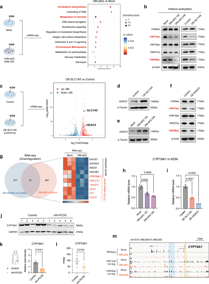 Fig. 7: H3K14ac and H3K56ac mediate HDAC5 and α-KG action regarding CYP19A1 expression.