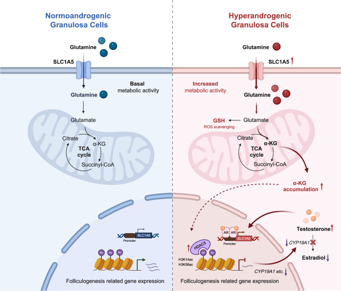 Fig. 9: The graph model of the role of SLC1A5 in granulosa cells under physiological versus hyperandrogenic PCOS conditions.