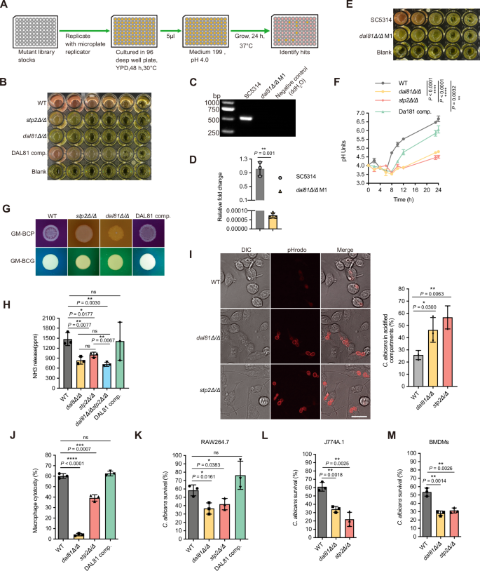 Fig. 1: C. albicans Dal81 is required for pH alkalinization, hyphal growth, and macrophage escape.