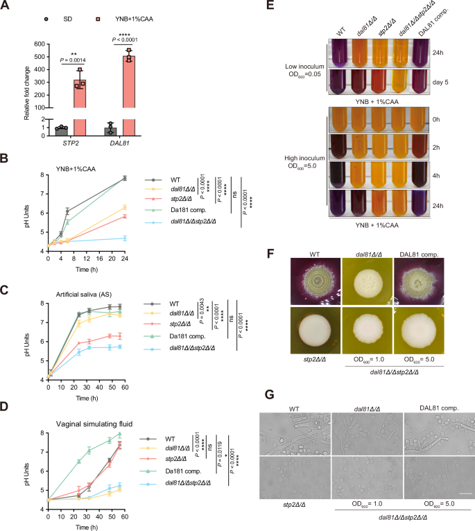 Fig. 2: Fungal cells lacking both DAL81 and STP2 exhibit more severe pH alkalinization defects than either single mutant.