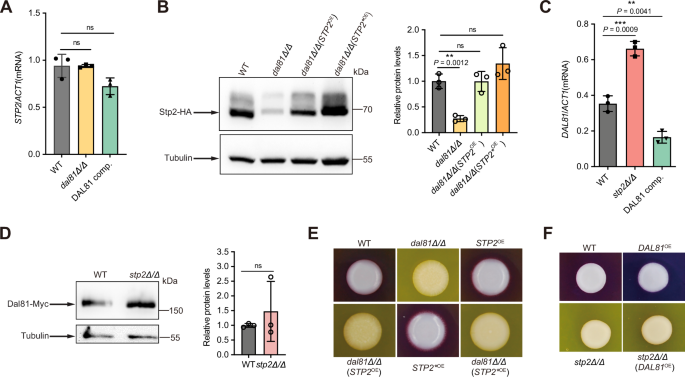 Fig. 3: pH alkalinization in C. albicans requires the transcriptional activities of both Dal81 and Stp2.