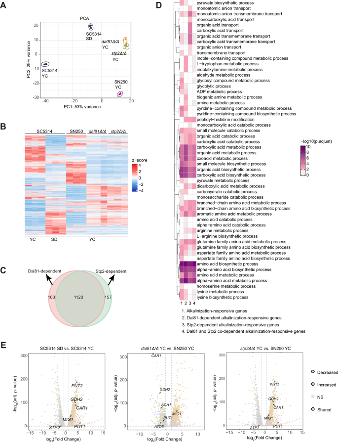 Fig. 6: The transcriptional profiles regulated by Dal81 and Stp2 are highly similar.