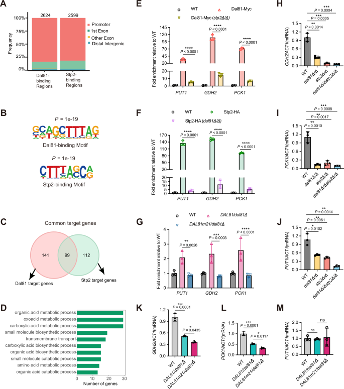 Fig. 7: Dal81 and Stp2 coordinate to activate transcription of alkalinization-responsive genes.