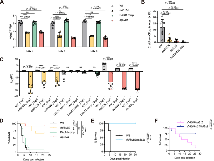 Fig. 8: Dal81 and Stp2 are key regulators of C. albicans commensalism and pathogenesis.