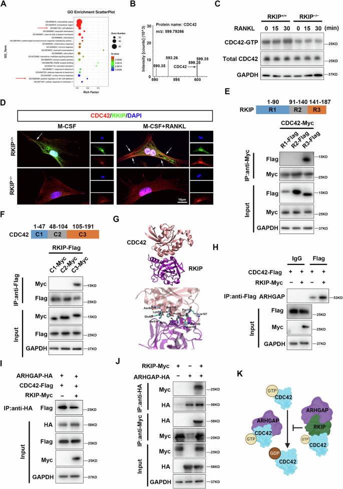 Fig. 3: RKIP enhances osteoclastogenesis by interacting with ARHGAP to suppress CDC42 inactivation.