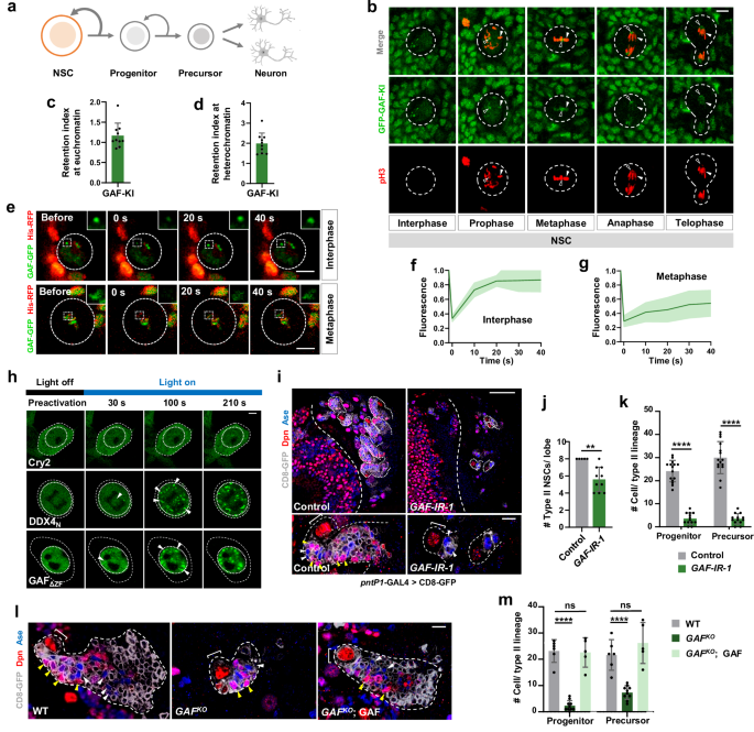 Fig. 1: GAF exhibits mitotic retention in fly neural stem cells and promotes neural stem cell self-renewal.