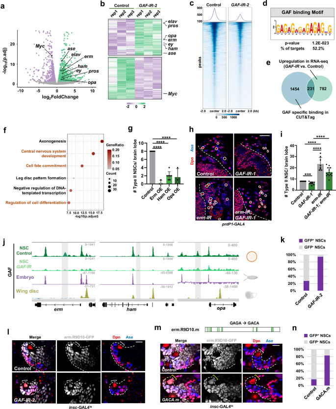 Fig. 3: GAF preserves NSC fate through transcriptional inhibition of key differentiation genes.
