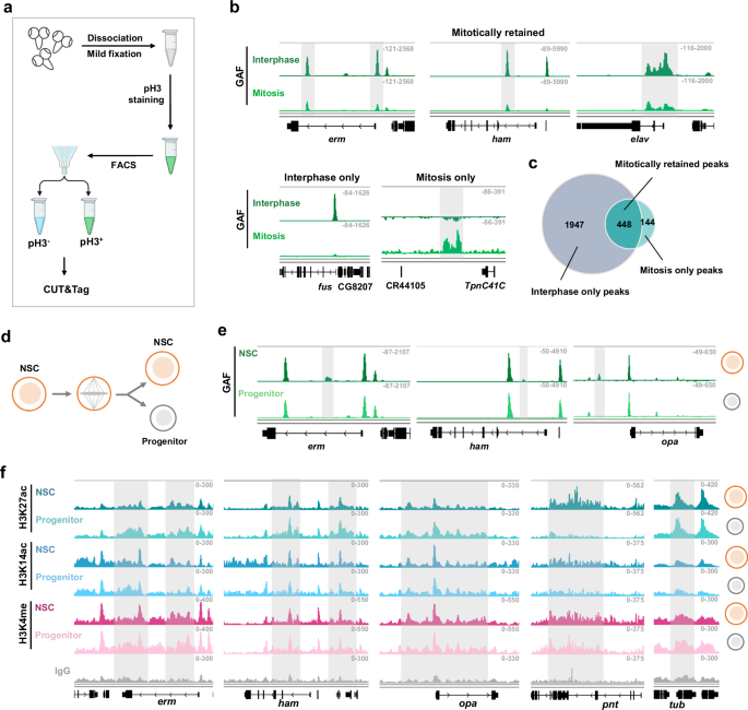 Fig. 4: GAF is mitotically retained at key differentiation gene loci that exhibit increased H3K27ac levels in neural progenitors.