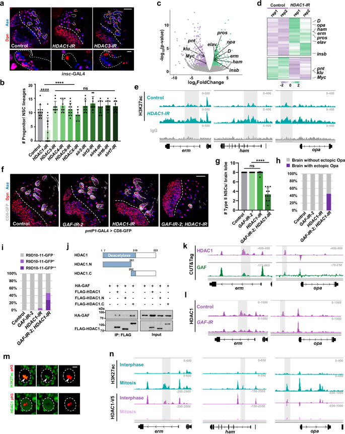 Fig. 5: GAF inhibits differentiation genes transcription in NSCs through rapid recruitment of HDAC1 and erasure of H3K27ac mark upon mitotic exit.