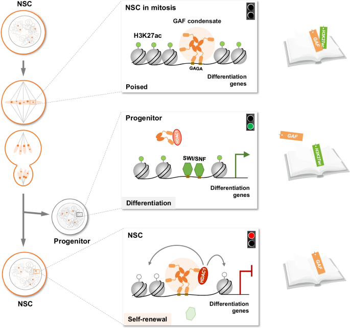 Fig. 7: Dual mitotic bookmarking by GAF and H3K27ac orchestrates differential propagation of cell fate memory in neural development.