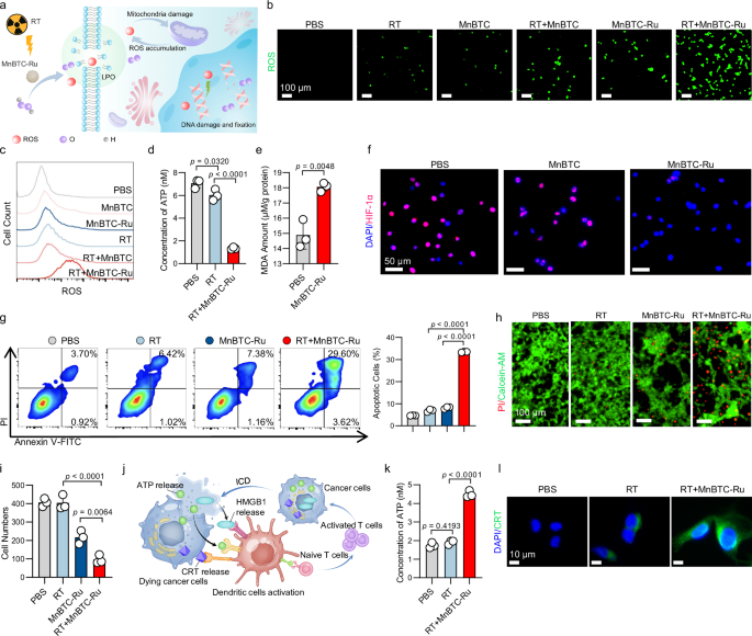 Fig. 4: In vitro biocatalytic and radiosensitizing antitumor effects of MnBTC-Ru complex.