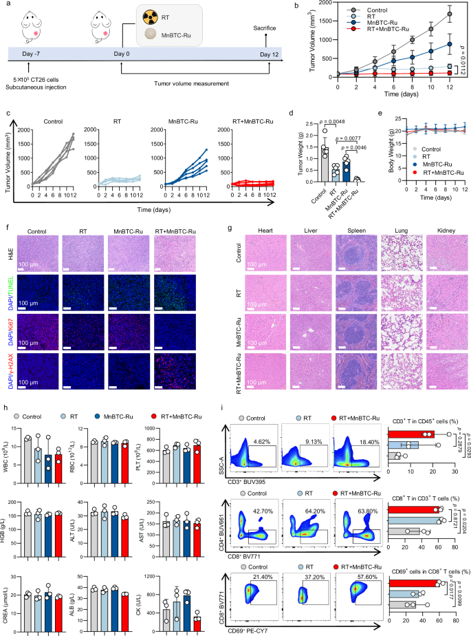 Fig. 5: In vivo tumoricidal effects and enhanced antitumor responses of RT + MnBTC-Ru to inhibit primary tumor progression.