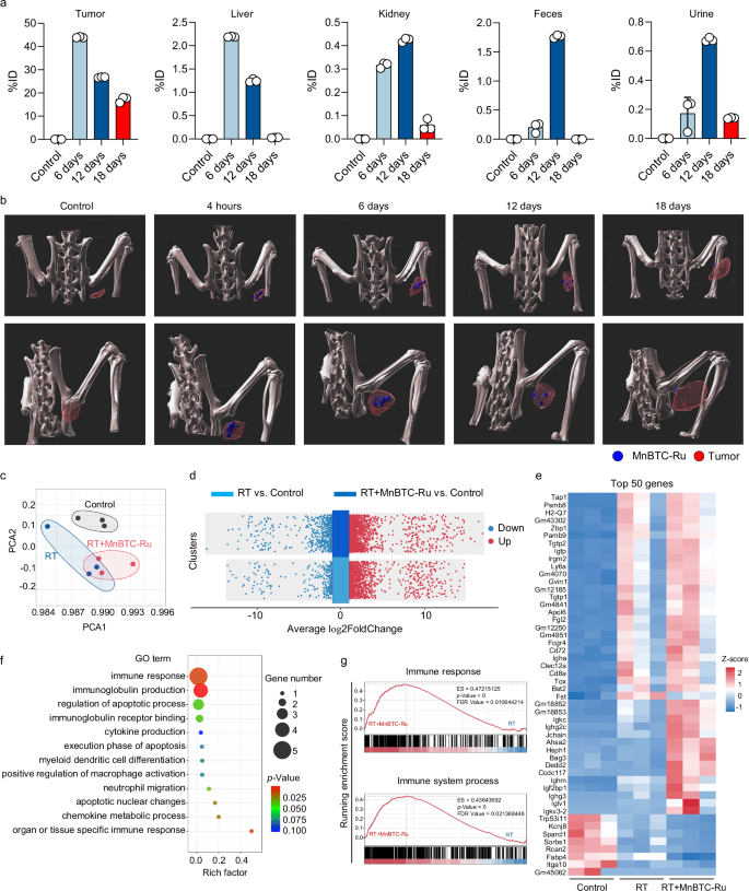 Fig. 6: In vivo fate of MnBTC-Ru and its reprogramming of the TME.