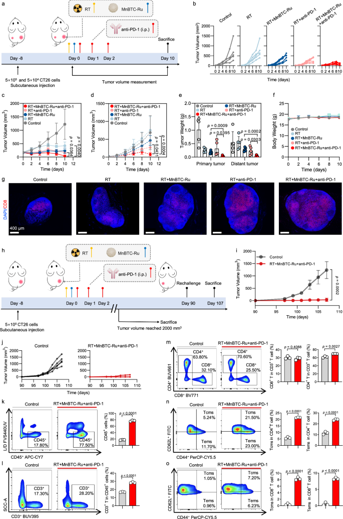 Fig. 7: RT+MnBTC-Ru and anti-PD-1 combined therapies with abscopal responses and long-term antitumor memory effects to eradicate metastatic tumors.