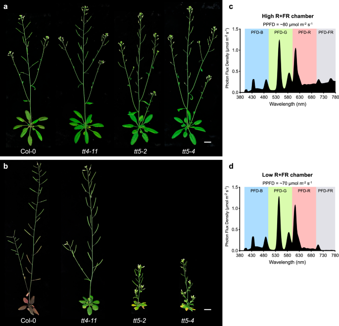 Fig. 1: Arabidopsis tt5 mutants exhibit morphological phenotypes.