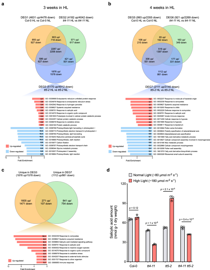 Fig. 2: Arabidopsis plants were subjected to RNA-seq analysis and to salicylic acid accumulation measurements under both high light (HL) and normal light (NL) conditions.