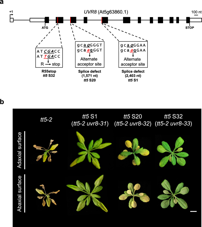 Fig. 3: Identification of mutations in the UV-B receptor UVR8 as tt5-2 suppressors.