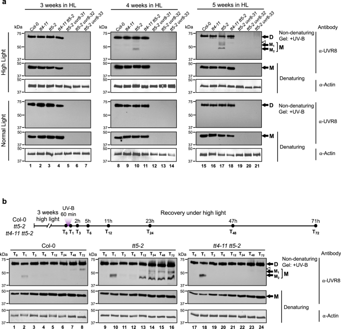 Fig. 4: Distribution of dimeric and monomeric UVR8s.