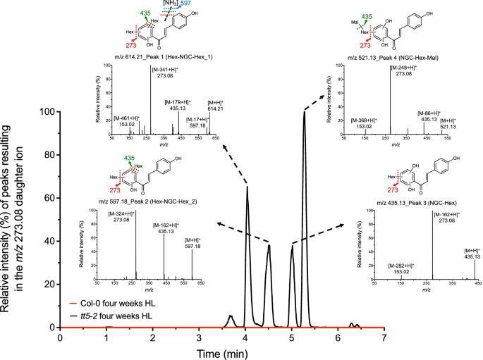 Fig. 5: Identification of naringenin chalcone (NGC) derivatives in tt5-2 plants.