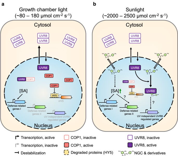 Fig. 7: Proposed mechanism for stabilization of monomeric UVR8 by naringenin chalcone (NGC) derivatives and its effects on UVR8-mediated gene regulation.