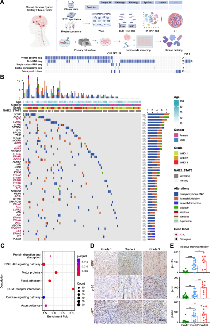 Fig. 1: Landscape of high-frequency driver mutations and associated functional pathways in SFT.