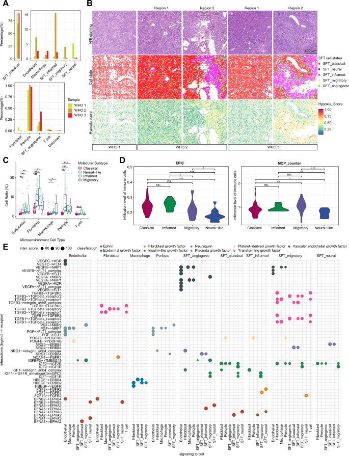 Fig. 4: Spatial heterogeneity and cell-cell interactions in the CNS SFTs.