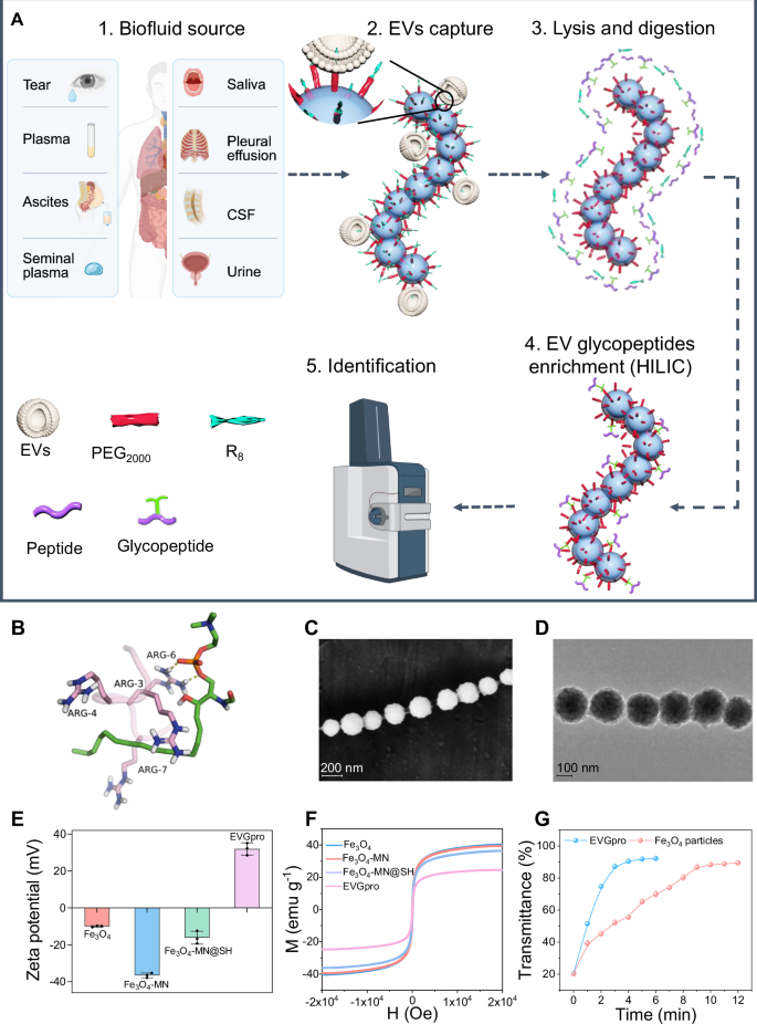Fig. 1: Schematic representation and characterization of EVGpro magnetic nanochains for the enrichment of EVs and EV N-glycopeptides.