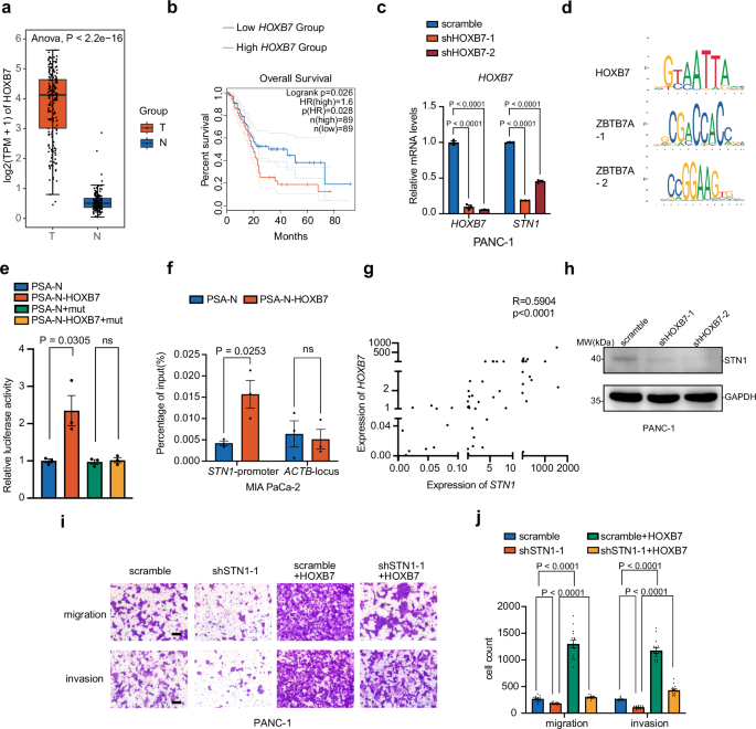 Fig. 4: HOXB7 is an upstream transcription factor of STN1.