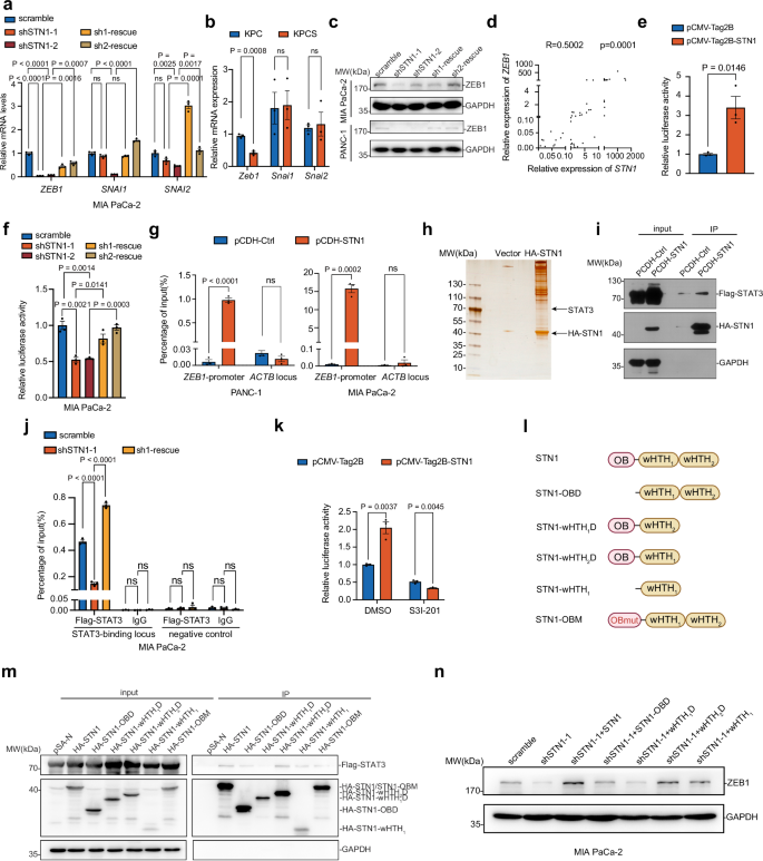 Fig. 6: STN1 recruits STAT3 to activate ZEB1 transcription in PDAC.