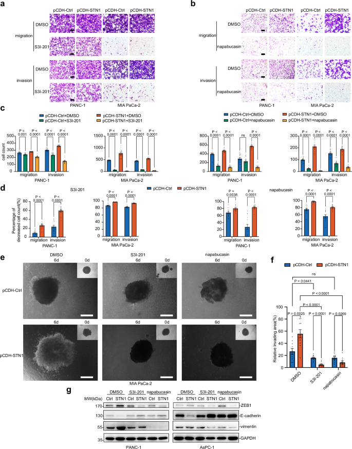 Fig. 7: STAT3 inhibitors exhibited enhanced efficacy in restraining the metastatic potential of PDAC cells with elevated STN1 expression.