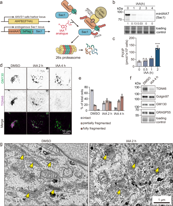 Fig. 1: Rapid Sac1 depletion disturbs Golgi morphology.
