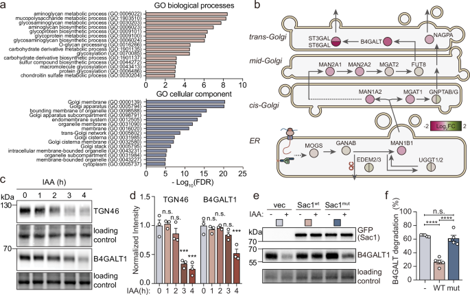 Fig. 2: Terminal glycosylation is impaired by Sac1 depletion.