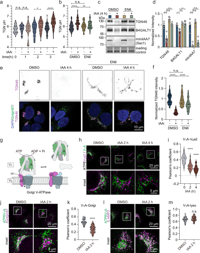 Fig. 3: Acute Sac1 depletion results in TGN deacidification caused by V-ATPase disassembly.