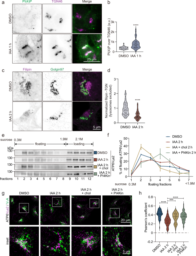 Fig. 4: Sac1 fuelled PI(4)P/cholesterol exchange maintains V-ATPase activity.