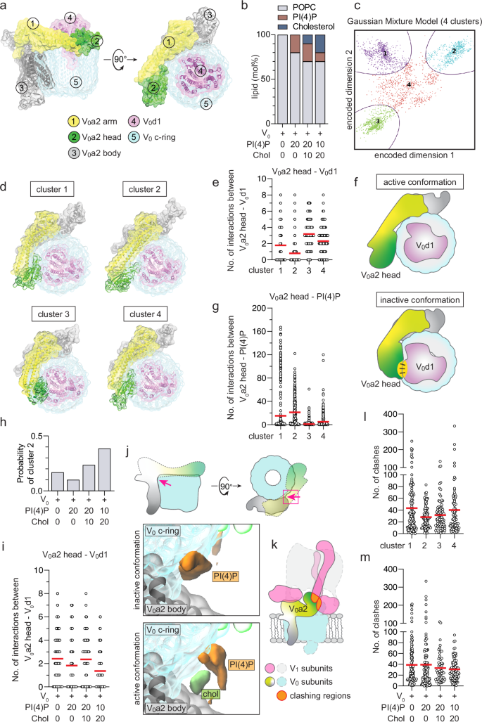 Fig. 5: Atomic-level molecular dynamics simulations of the V0 region in different lipid membrane compositions.