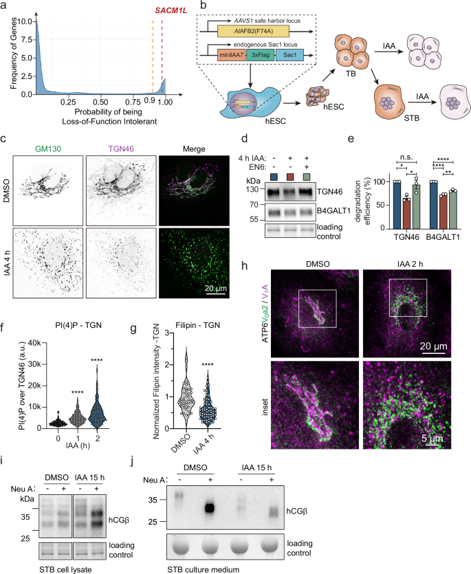 Fig. 6: Sac1 depletion impairs hCG secretion in trophoblasts.