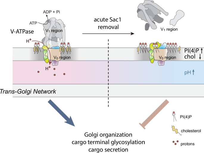 Fig. 7: Working model for Sac1 controlled TGN V-ATPase activity and downstream effects.