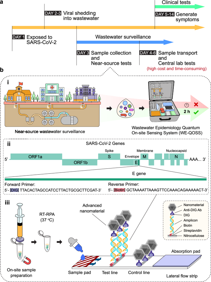 Fig. 1: Concept of a rapid near-source wastewater surveillance tool based on rapid dipstick assay for SARS-CoV-2 detection.