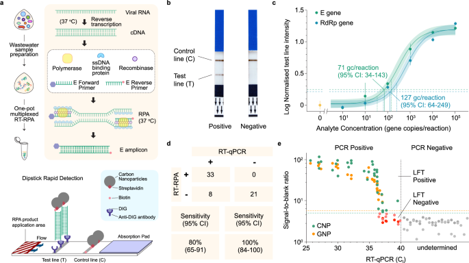 Fig. 2: Development of RPA-dipstick assay with carbon black nanoparticles (RPA-dipstick-CBNP) for rapid SARS-CoV-2 fragments detection in wastewater.