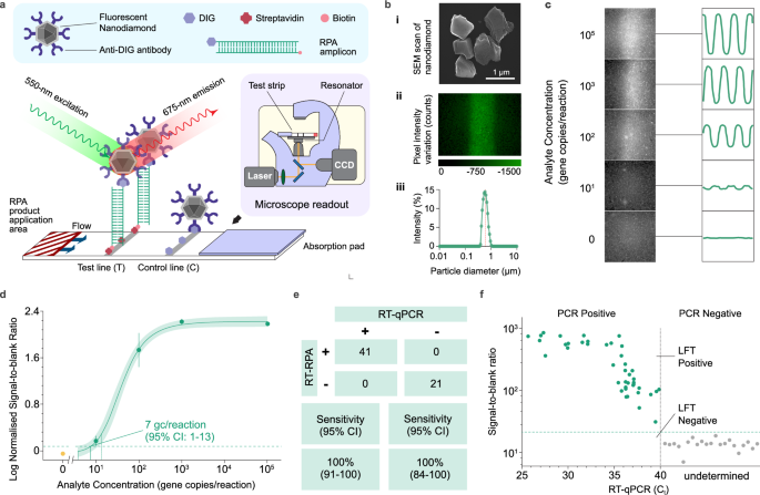 Fig. 3: Development of RPA-dipstick assay with fluorescent nanodiamond particles (RPA-dipstick-FND) for rapid SARS-CoV-2 detection in wastewater.