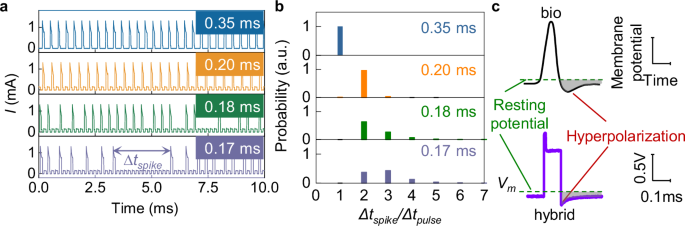 Fig. 3: Refractory period in hybrid artificial neurons.