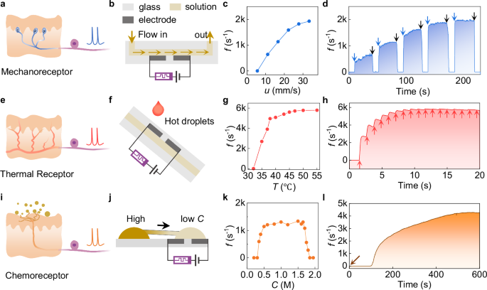 Fig. 4: Somatosensory functions of the HAN.