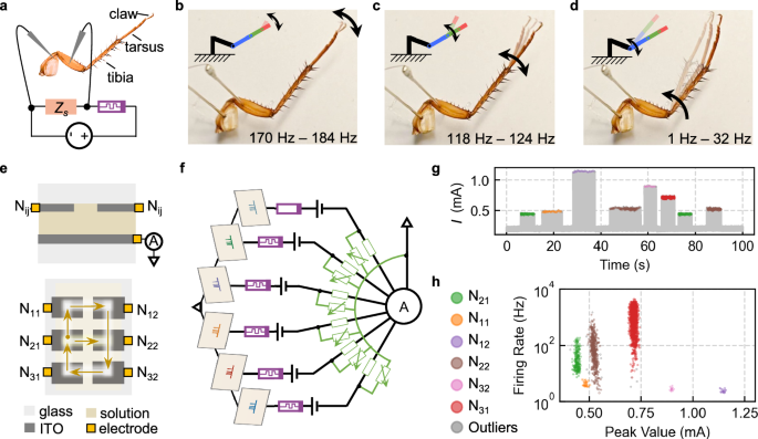 Fig. 5: HAN for neurointerfaces and handwriting recognition.