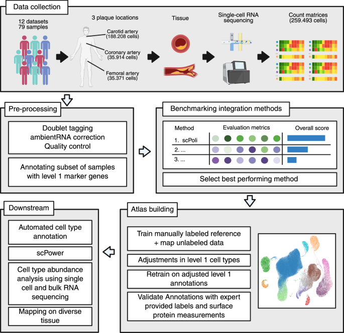 Integrated single-cell atlas of human atherosclerotic plaques | Nature ...