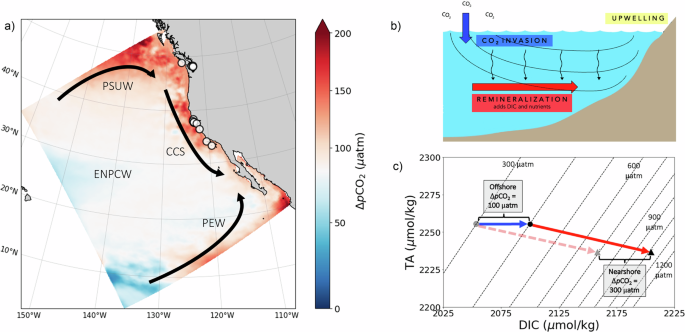 Fig. 1: Processes influencing carbonate chemistry in the CCS over the 20th century.