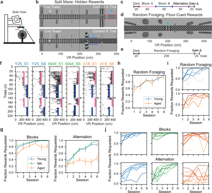 Fig. 1: Aged mice exhibit impaired dynamic spatial memory in a VR context discrimination task.