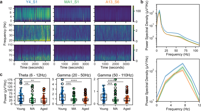 Fig. 4: Theta, slow and fast gamma power during running is diminished in aged mice.