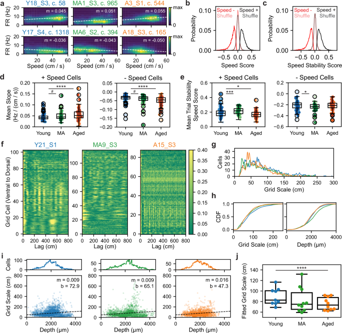 Fig. 6: Increased speed gain and speed-tuning instability accompany grid scale compression in aging.