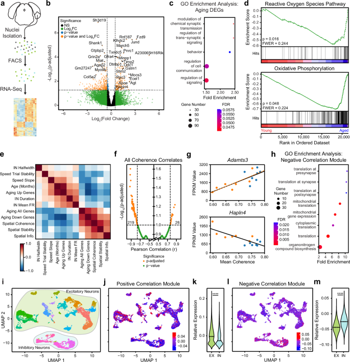 Fig. 7: Transcriptomic correlates of spatial coding dysfunction in the aged MEC.